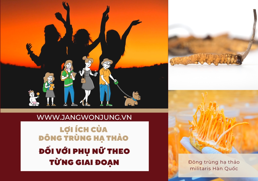 Công dụng của đông trùng hạ thảo đối với phụ nữ theo từng giai đoạn